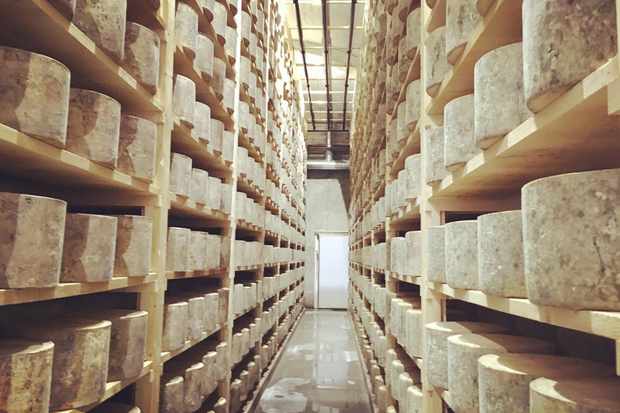westcombe-dairy-cheese-cave-1
